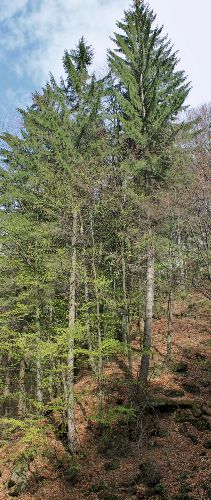 Wald in Siebenbürgen/Rumänien